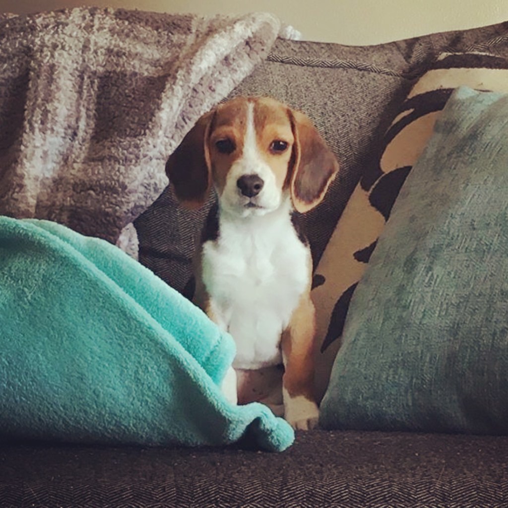 10 Things My Dog Has Taught Me About Being a&nbsp;Person